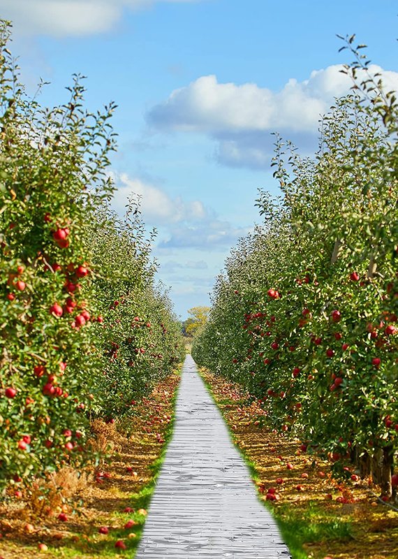 570×800
